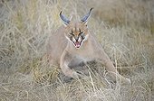 Caracal spitting in the grass De Hoop reserve South Africa
