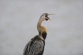 African Darter yawning Wilderness NP South Africa 