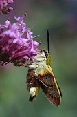 Broad-bordered Bee Hawk-moth spreading its wings