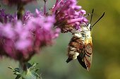Broad-bordered Bee Hawk-moth spreading its wings ; Drops of hemolymph visible on the wings 