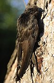 Common Swift on a trunk Lorraine France
