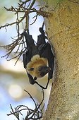 Comoro mantled flying fox hanging from a branch Mayotte 