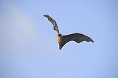 Comoro mantled flying fox in flight Mayotte 