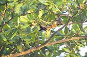 Comoro mantled flying fox hanging from a branch Mayotte