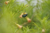 Mayotte Sunbird gathering nectar a flower Luckynut Mayotte