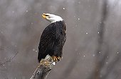 Bald eagle on a branch screaming Alaska USA