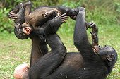 Bonobo female lying in the grass playing with his young 