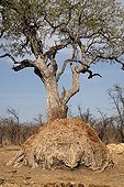 Remains of a truncated Baobab eaten by elephants Botswana 