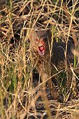 Slender Mongoose in the savannah Botswana