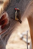 Red-billed Oxpecker on the neck of a Greater Kudu Botswana