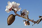 Almond and Almond flowers on the tree Provence France 