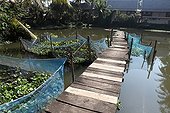 Jacinthes d'eau dans une pisciculture à Luang Prabang Laos ; Les jacinthes dans des filets servent au bon développement des alevins avant de leur relâche dans le bassin