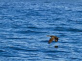 Cape Cormorant in flight above ocean False Bay in RSA