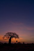 Baobab at sunrise on the banks of the river Mwagusi Tanzania