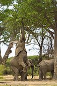 Elephant bull rearing onto his hind legs to reach leaves