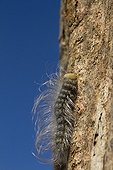 Hairy caterpillar crawling up a Baobab tree Ruaha Tanzania