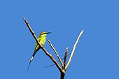 Little Green Bee-eater on a branch Kanha NP India 