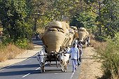 Rice straw wagons drawn by cows India 
