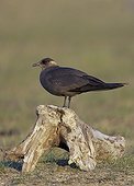 Arctic Skua placed on a piece of wood in summer Norway