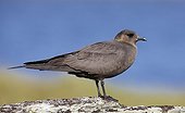 Arctic Skua placed on a rock in summer Norway