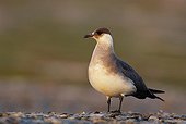 Arctic Skua placed on a rock in summer Norway