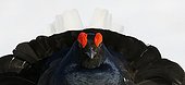 Portrait of a Black Grouse Askola Finland