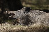 Boar yawning wake up in the undergrowth Centre France