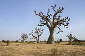 African baobab tree in the plain Department M'bour Senegal
