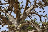 African baobab tree Department M'bour Senegal