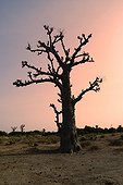 African baobab tree at twilight Department M'bour Senegal