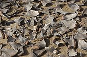 Of shark fins drying on the sand M'bour Senegal 