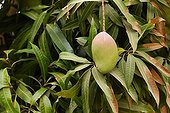 Mango tree Department of M'bour Senegal 
