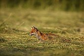 Red fox in a meadow mowed mulottant Centre France 