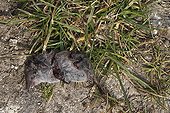 Greater White-toothed Shrew killed by a red fox France ;  