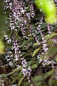 Plectranthus in bloom in a garden