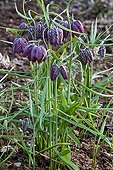 Common fritillaries in bloom in a garden
