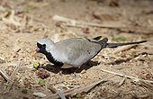 Namaqua Doves in Israel