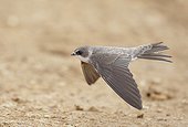 Sand Martin in flight Israel