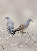 Turtle Doves on a branch Israel