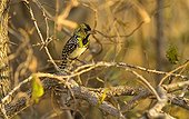 D'Arnaud's barbet at rest Ruaha NP Tanzania