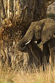 Elephant tusking a baobab tree to chew on fibres Tanzania
