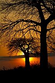 Sunrise with 2 Baobabs Ruaha NP Tanzania