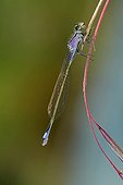Blue-tailed damselfly on the lookout on a twig in a garden