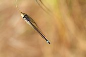 Blue-tailed damselfly on the lookout on an ear in a garden