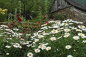 Hollyhocks and daisies in front of a barn Pyrénénes France