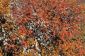 Lichen on the branches of a maple in autumn Verdon France 