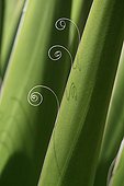 Lignin spiral a sheet of Agave France