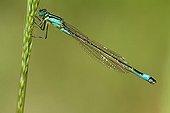 Blue-tailed damselfly on an ear in a garden France