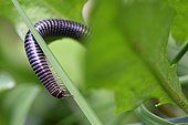 Millipede on a blade of grass Giens Peninsula France 