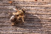 Honeybee wings distorted by the varroa France